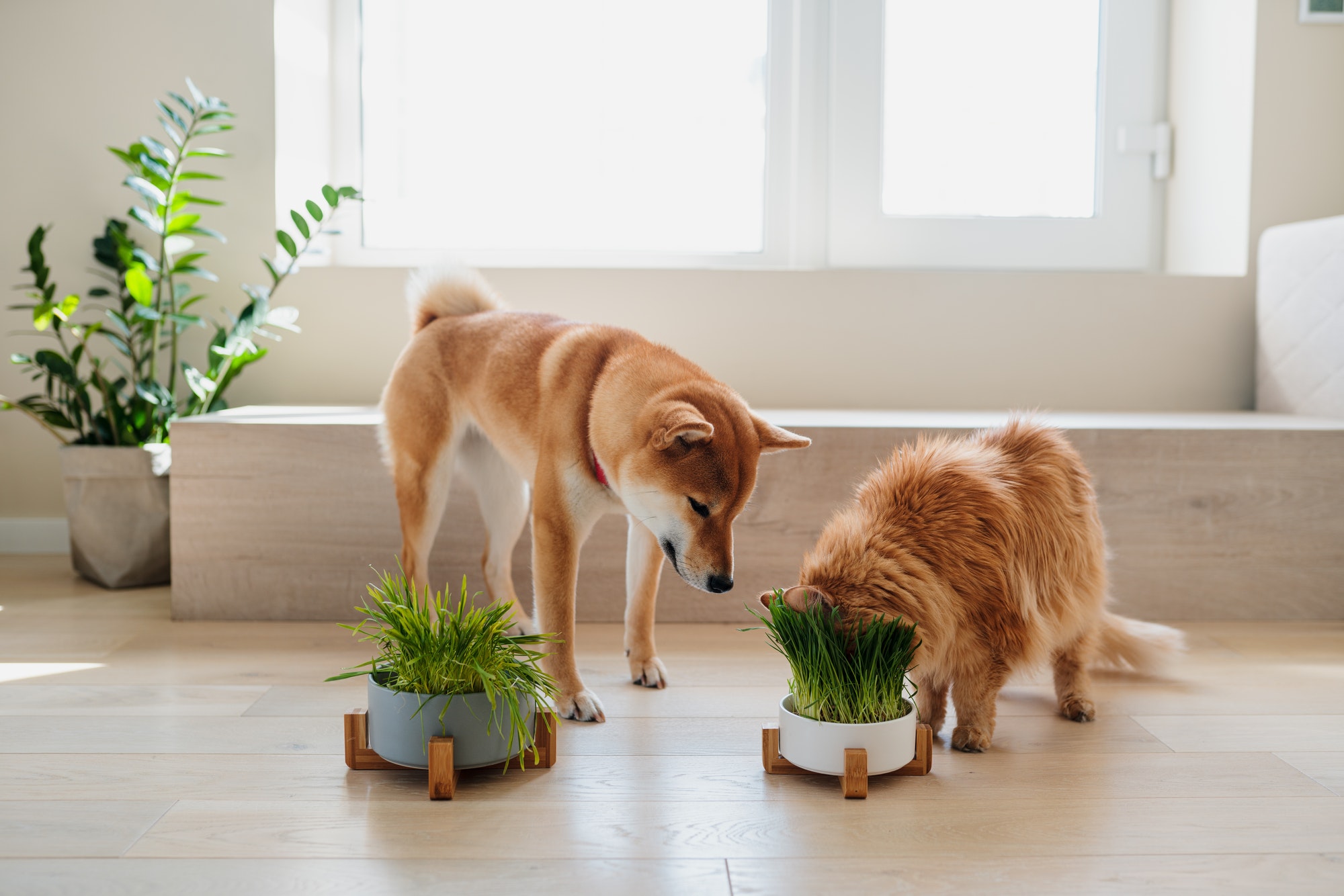 Pet Friendly Indoor Plants