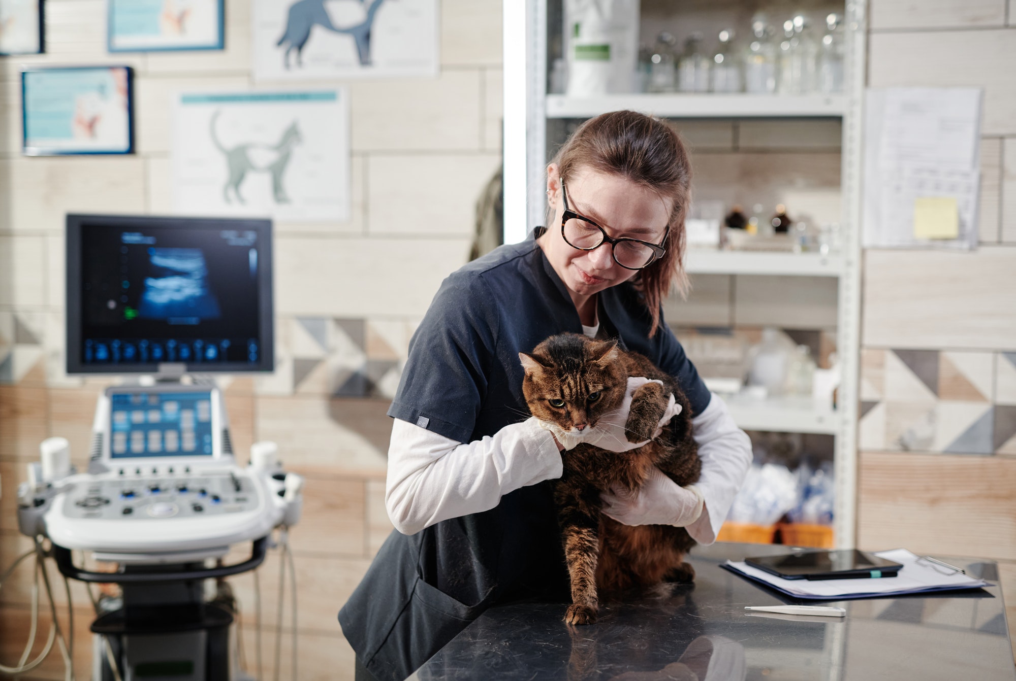 Choosing The Right Vet Clinic